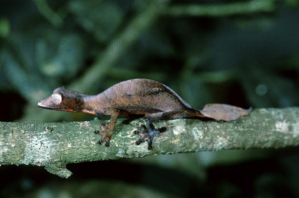 Fantastic Leaf-tailed Gecko, Madagascar, Fantastic satanic leaf tailed gecko (Uroplatus