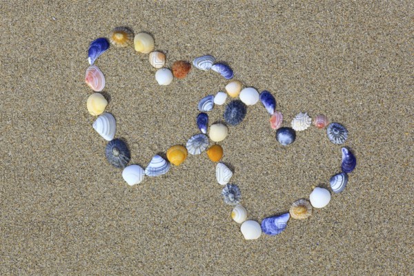 Hearts from mussel shells, heart, mussels
