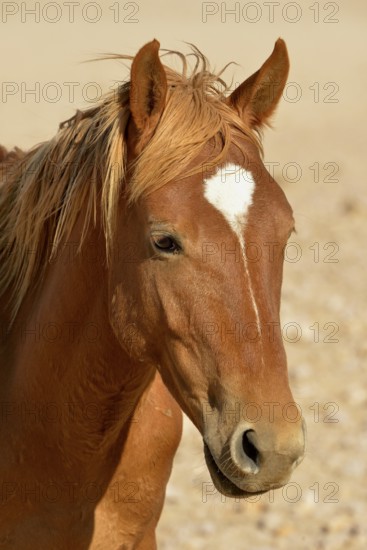 Desert Horse (Equus ferus) near waterhole Garub, near Aus, Karas Region, Namibia, Africa