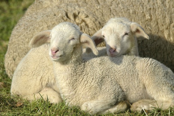 Merino sheep, lambs, lamb, sheep, sheep
