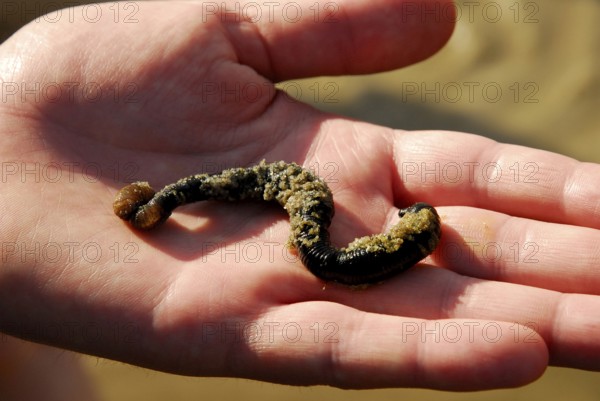 Sandpierworm on hand, Lugworm (Arenicola marina) Wadden Sea, Schleswig-Holstein, Germany, Europe