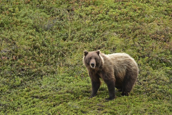 Grizzly bear (Ursus arctos horribilis) standing in the tundra, Denali National Park, Alaska
