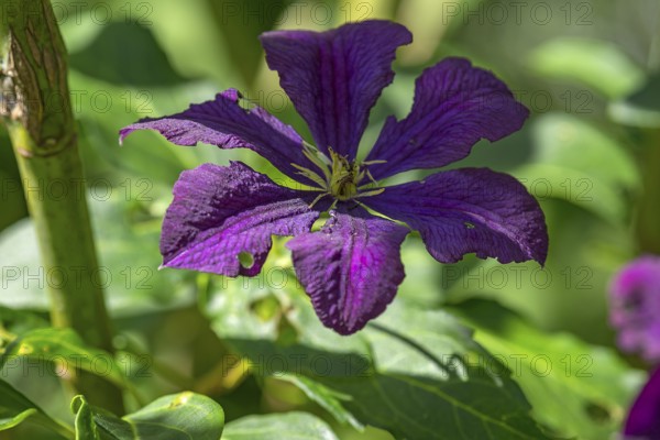 Virgin's bower (Clematis viticella), Bavaria, Germany, Europe