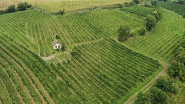 Aerial view, landscape with vineyards and hut, Weinviertel, Hadres, Lower Austria, Austria, Europe