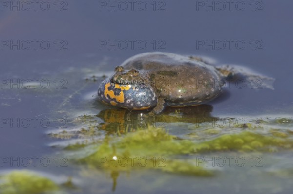 European Fire-bellied Toad (Bombina bombina) calling in the water, Neusiedeler See National Park,