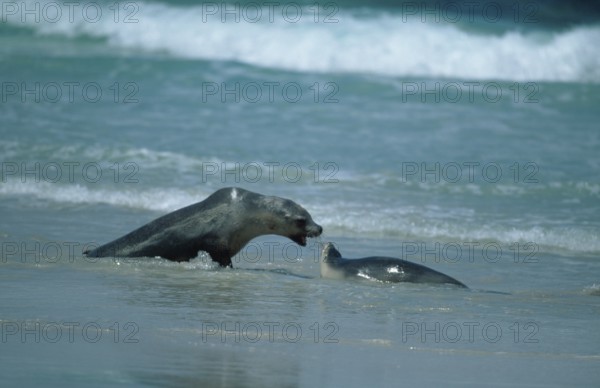Australian Sea Lions (Neophoca cinerea), female with young, Kangaroo Island, Australia, Oceania