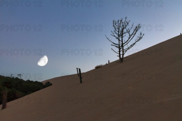 Dry dead pine (Pinus), tree stumps on shifting sand dune, children playing on the horizon,