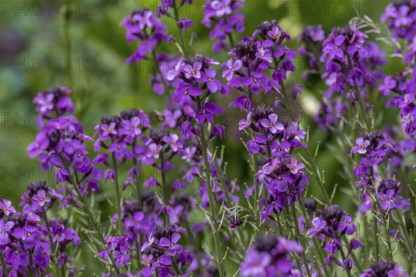 Wallflower (Erysimum cheiri) variety Bowles Mauve, Münsterland, North Rhine-Westphalia, Germany,