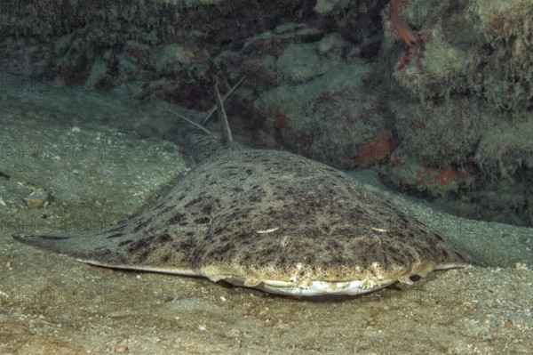 Photograph of monkfish (Squatina squatina) lying on sandy seabed in shadow of reef wall rock reef,