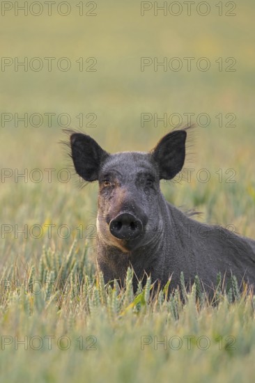 Solitary wild boar (Sus scrofa) sow, female foraging in wheat field, cornfield in summer