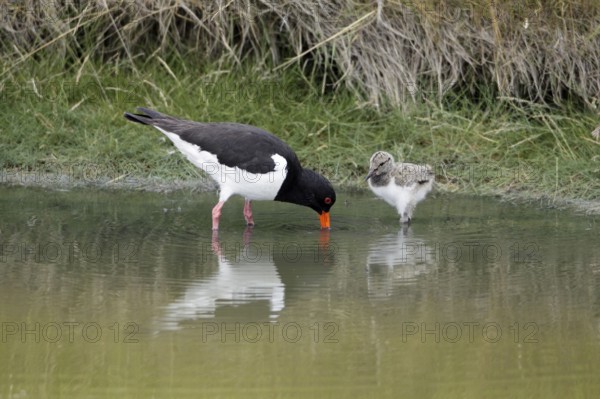 Oystercatcher (Haematopus ostralegus) with chick, Texel, Netherlands
