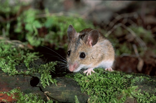 Wood Mouse (Apodemus sylvaticus), Germany, Europe