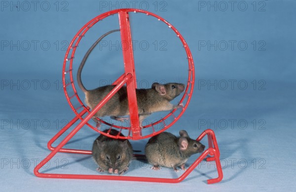 House mice (Mus musculus) in the wheel