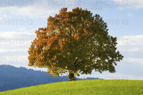 Lime tree, Zurich Oberland, Bern, Switzerland, Europe