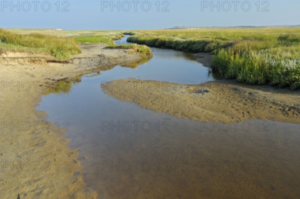 Tidal creek in salt marsh, De Slufter nature reserve, Texel island, North Holland, Netherlands
