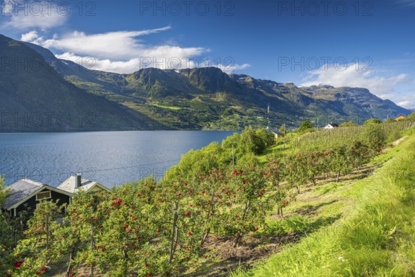 Apple trees on the shore of the Hardangerfjord, Lofthus, Vestland, Norway, Europe