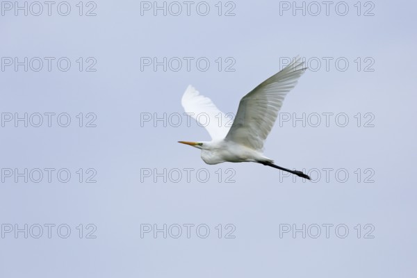 Great egret (Egretta alba) (Syn.: Casmerodius albus), in flight, Lausitz, Brandenburg, Germany,