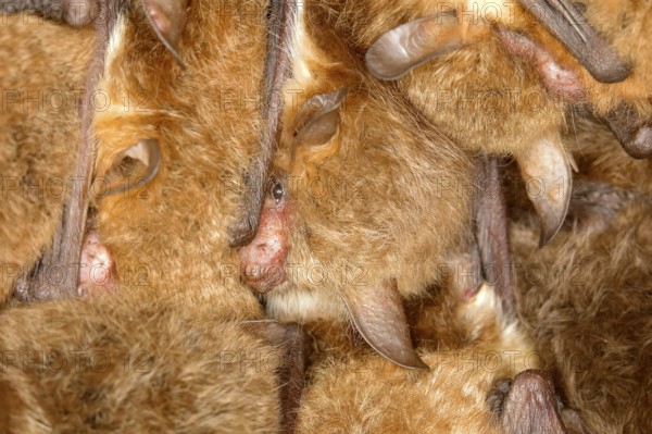 Fringed bat, natterer's bats (Myotis nattereri), in a bat box Bats, mammals, animals, Neunkirchen
