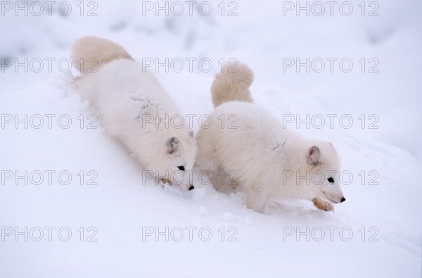 Arctic Foxes (Alopex lagopus) (Vulpes lagopus)