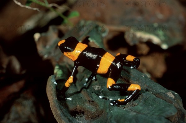 Lehmann's poison dart frog (Dendrobates lehmanni), poison dart frogs