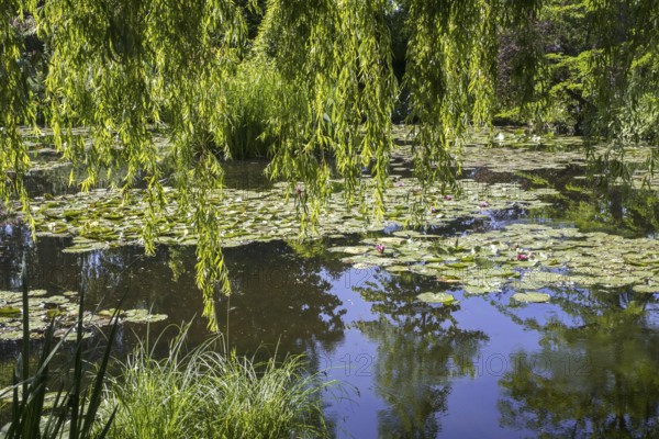 The Water Lily Pond in summer, garden at the home of Impressionist painter Claude Monet in Giverny,