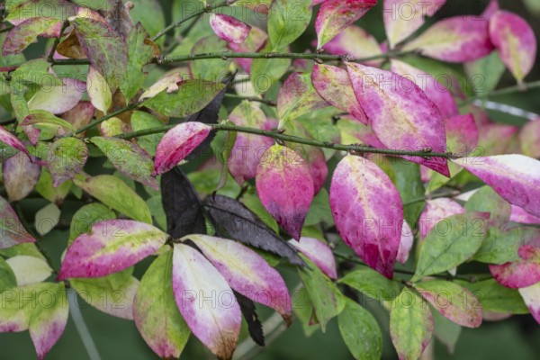 European spindle (Euonymus europaeus), autumn foliage, Emsland, Lower Saxony, Germany, Europe