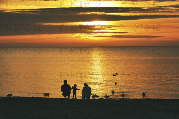 Family (silhouettes) feeding seagulls in the sunrise, Baltic Sea, Schleswig-Holstein, Germany,
