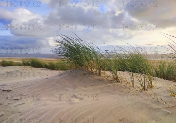 Dunes by the sea, Norderney Island, East Frisia, North Sea, Lower Saxony, Germany, Europe