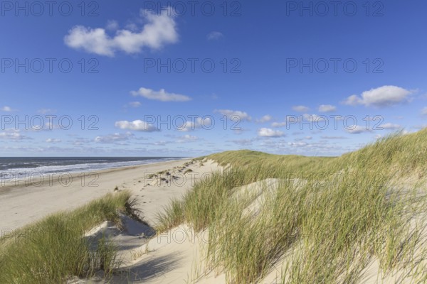 Beach and European marram grass (Ammophila arenaria), beachgrass in the dunes on Texel, West