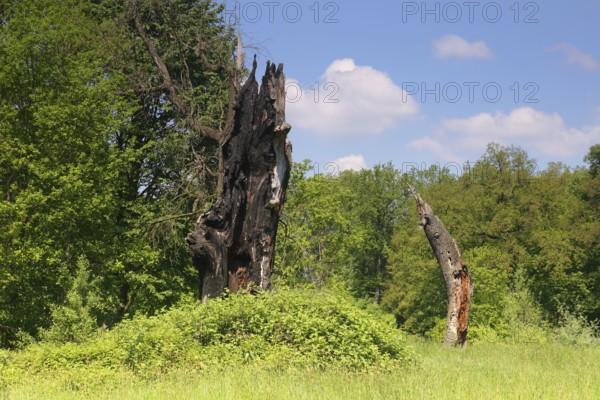 Deadwood oak after lightning strike, secondary habitat for beetles and woodpeckers, Middle Elbe