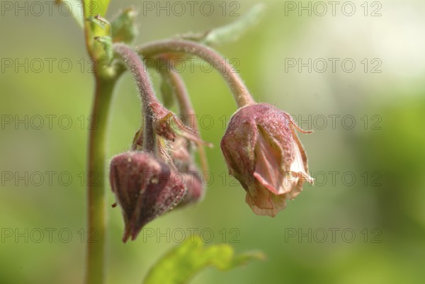 Water avens (Geum rivale), medicinal plant, medicinal use