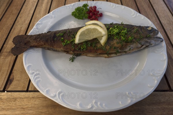 Trout Müllerin Art served in a garden restaurant, Franconia, Bavaria, Germany, Europe