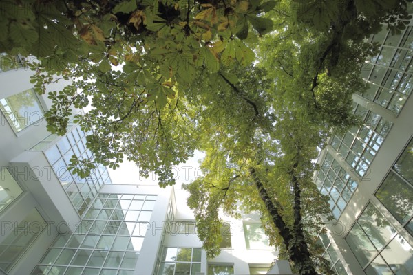 Inner courtyard with chestnut tree leaves and view upwards from the Museum of Applied Arts,