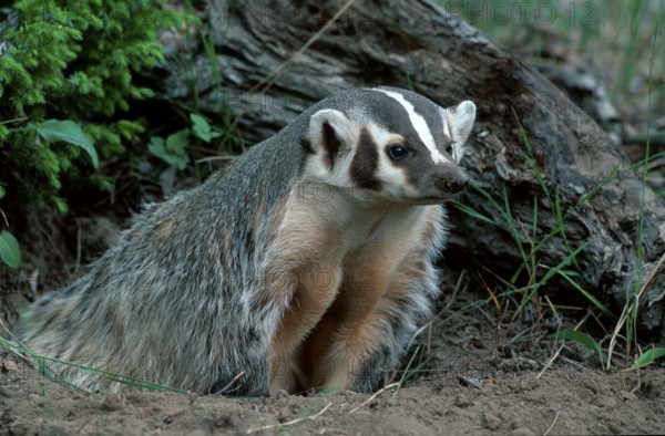 American badger (Taxidea taxus) at the burrow, Montana, USA, North America
