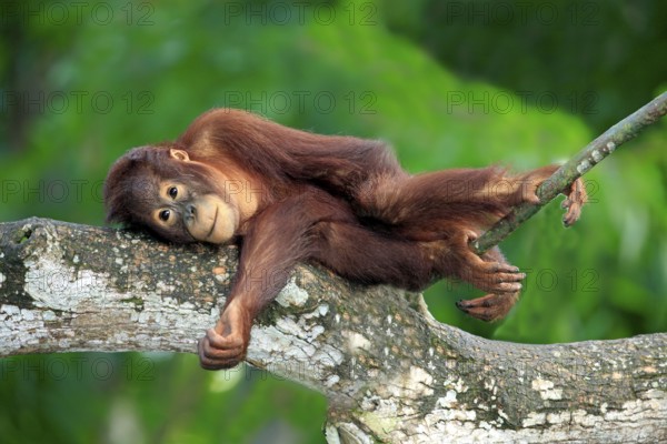 Orang-utan, young (Pongo pygmaeus)