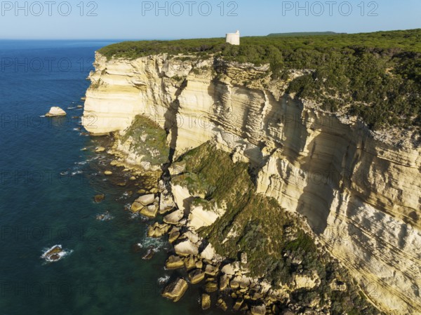 Cliff, pine tree (Pinus pinea) forest and watchtower Torre de Tajo in the Nature Reserve La Breña y