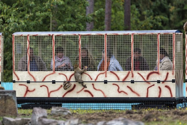 Visitors at the zoo ride a train through open-air enclosures, feeding barbary macaques (Macaca