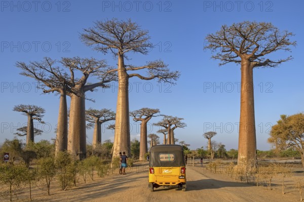 Avenue of the Baobabs, Grandidier's baobabs lining unpaved Road No. 8 between Morondava and Belon'i