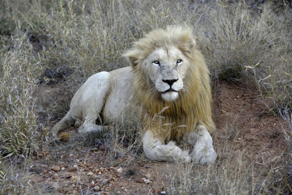 White Lion (Panthera leo), male animal, Tsau! nature reserve of the Global White Lion Protection