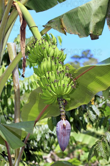 Banana, Madagascar (Musa x paradisiaca)