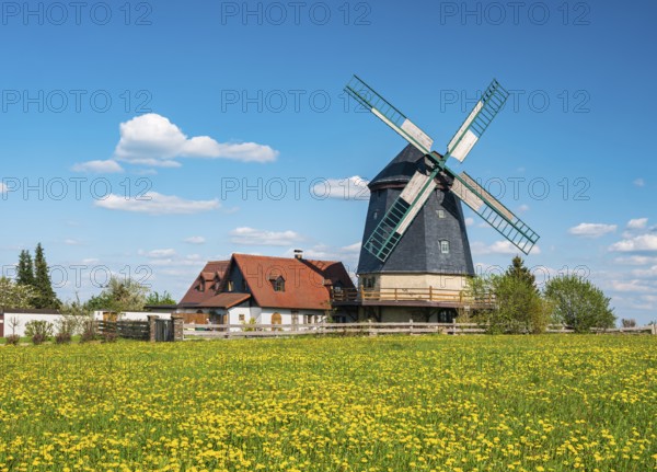Knapp mill, gallery Dutch mill, windmill in spring on a green meadow with flowering dandelions,