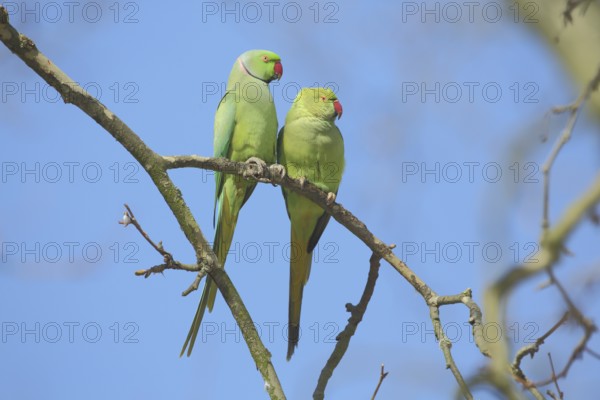 A pair of collared parakeet (Psittacula krameri), male, female, parakeet, parrot, Luisenpark,