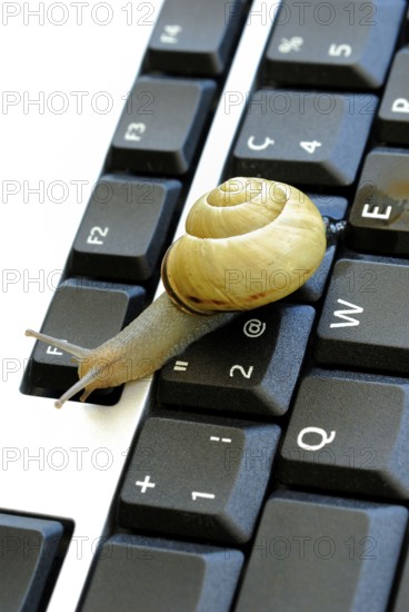 Snail on keyboard of computer, slow internet, slowness, slow, snail pace
