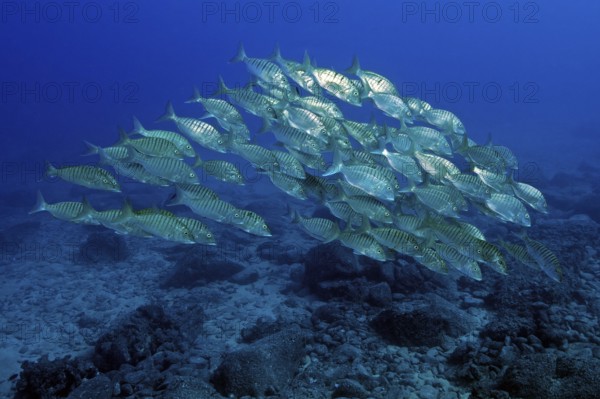 Shoal of sand steenbras (Lithognathus mormyrus) swimming close above seabed, through open water