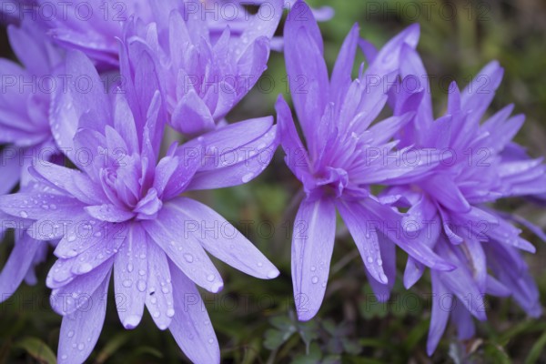 Autumn crocus (Colchicum speciosum Waterlily), Emsland, Lower Saxony, Germany, Europe