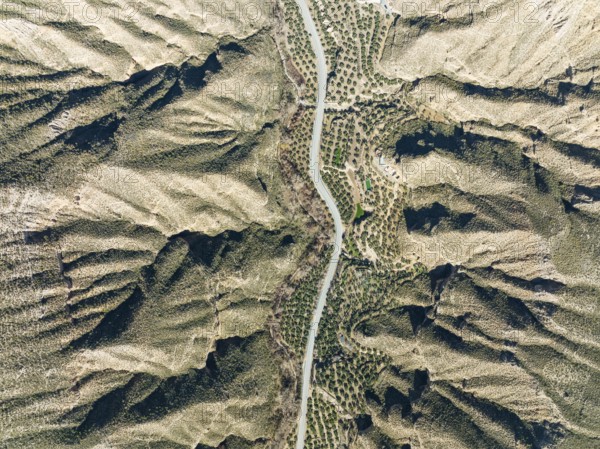 The Gor river valley is grown with cultivated olive trees (Olea eropaea), aerial view, drone shot,