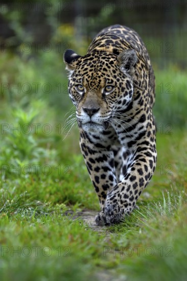 Jaguar (Panthera onca) with radio collar sneaks through the grass, captive, Conservation Land Trust