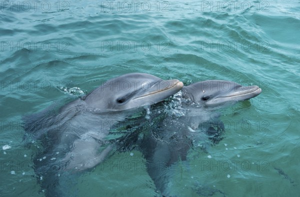 Bottlenose dolphins (Tursiops truncatus), Honduras, Central America