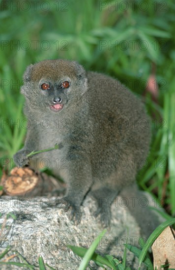 Grey Bamboo eastern lesser bamboo lemur (Hapalemur griseus), Grey Gentle Lemur