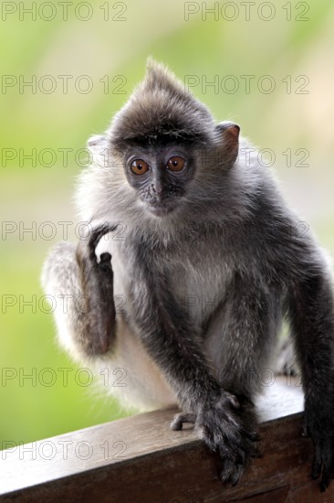 Silvered Leaf Monkey, young, Labuk Bay, Sabah, Borneo, Malaysia (Trachypithecus cristatus)